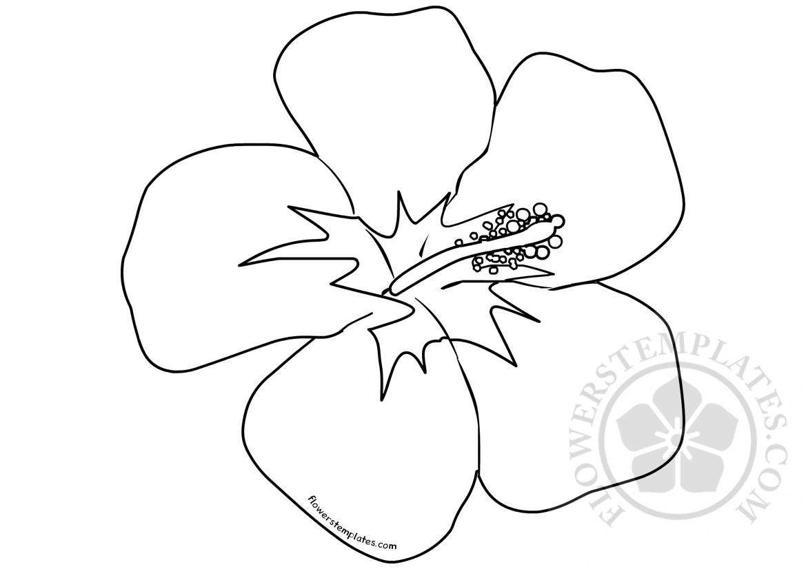 hibiscus-flower-flowers-templates